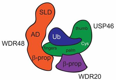 Function of the Deubiquitinating Enzyme USP46 in the Nervous System and Its Regulation by WD40-Repeat Proteins